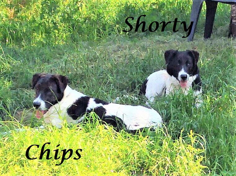 Chips und Shorty2