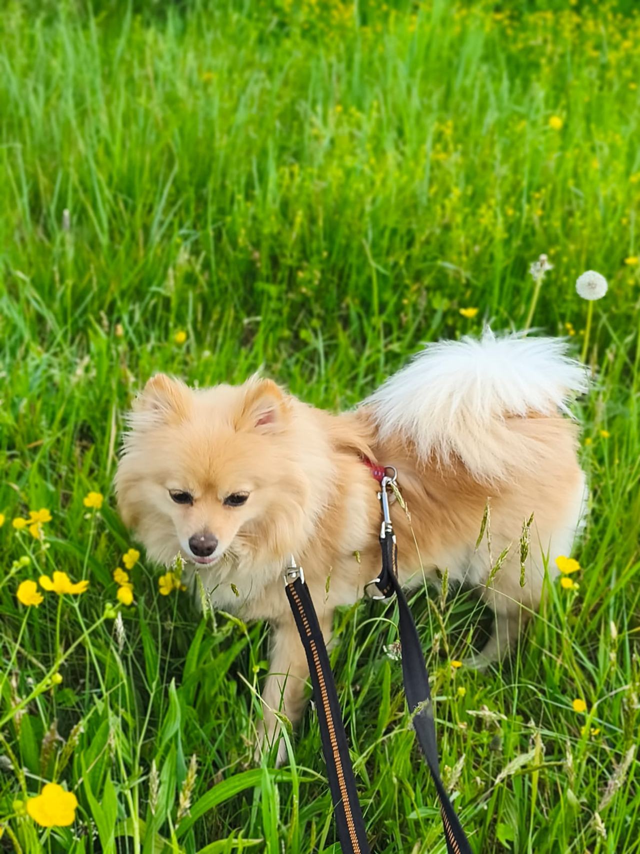 Finja