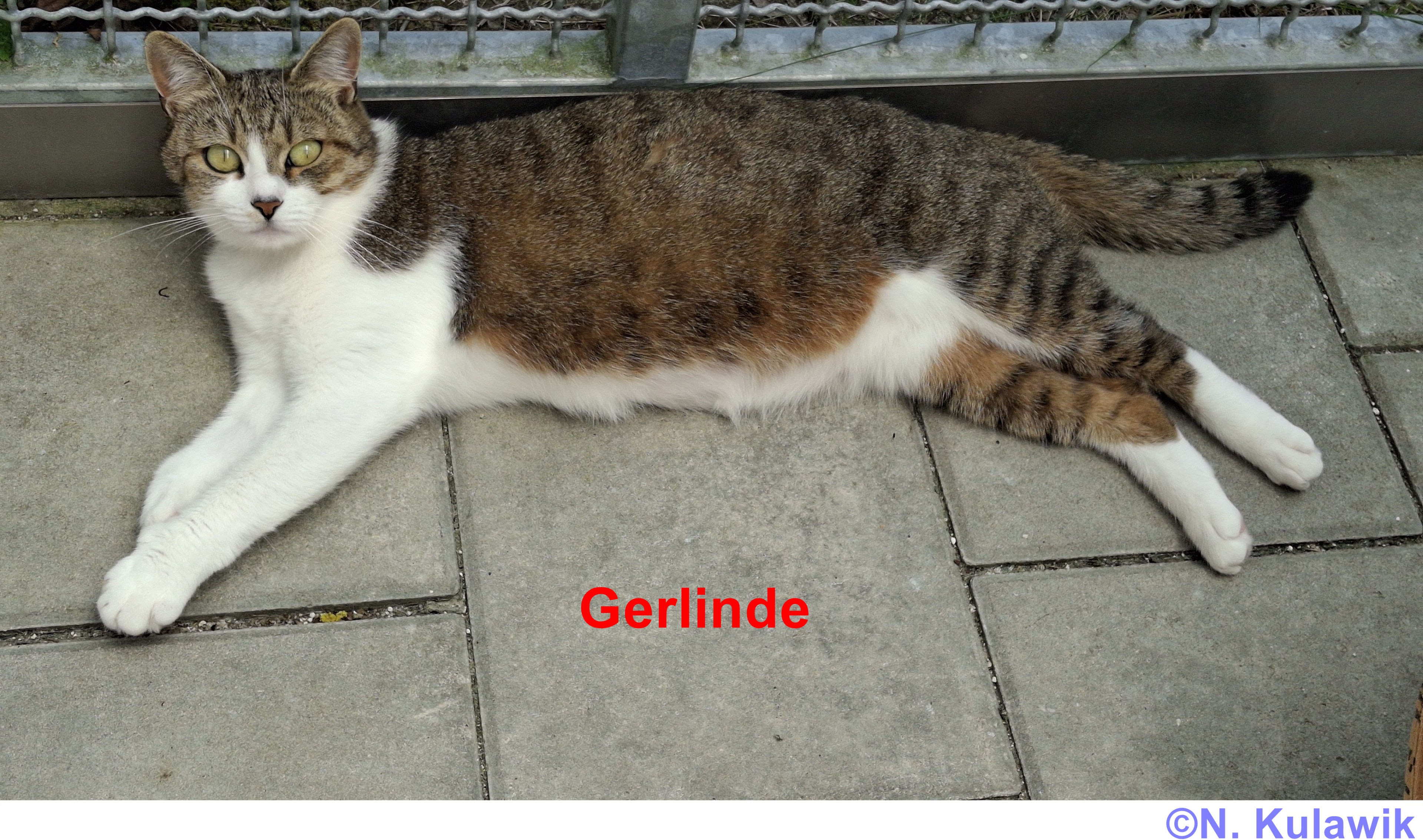 Gerlinde N Kulawik