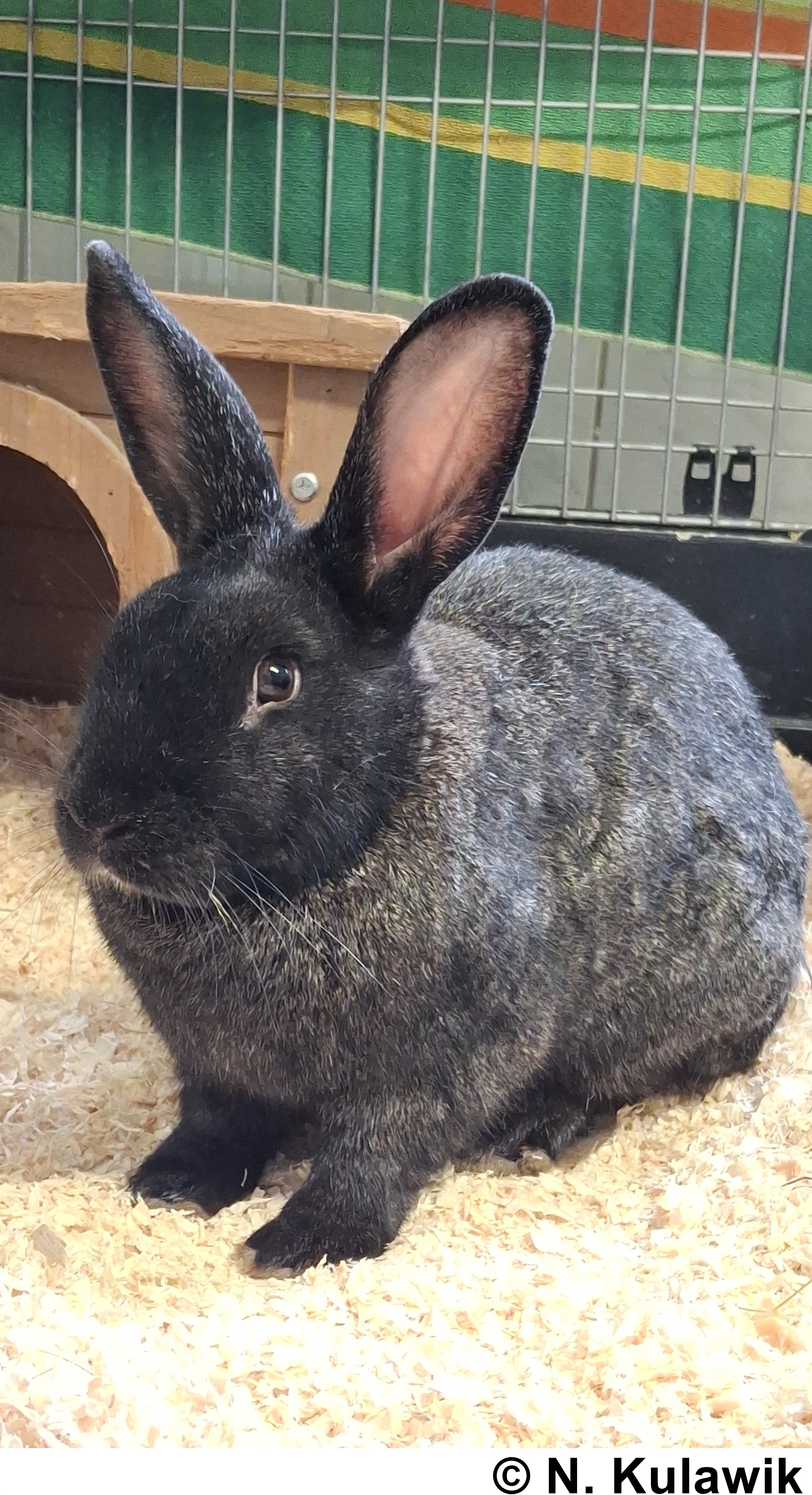 Hase Pepper 1