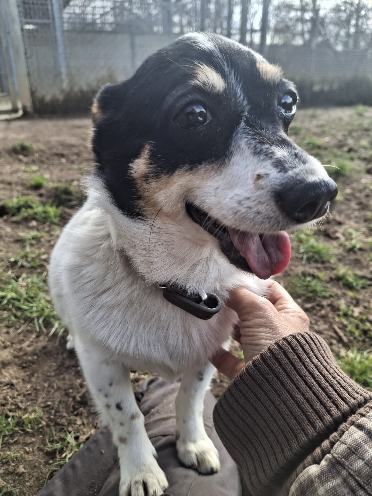 KW 15 Hund Kleiner Mann Tierheim