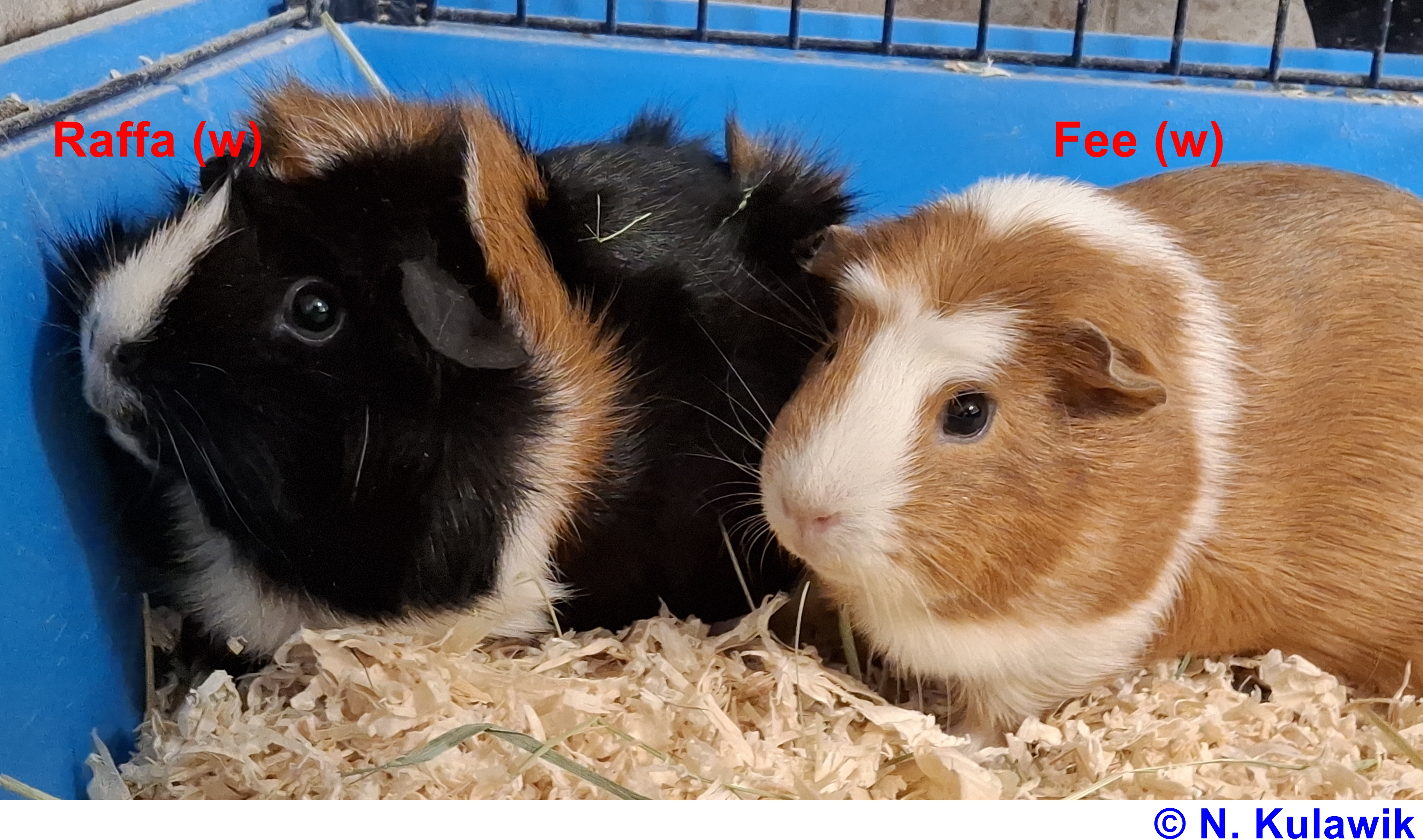 Meeriquartett Raffa Fee