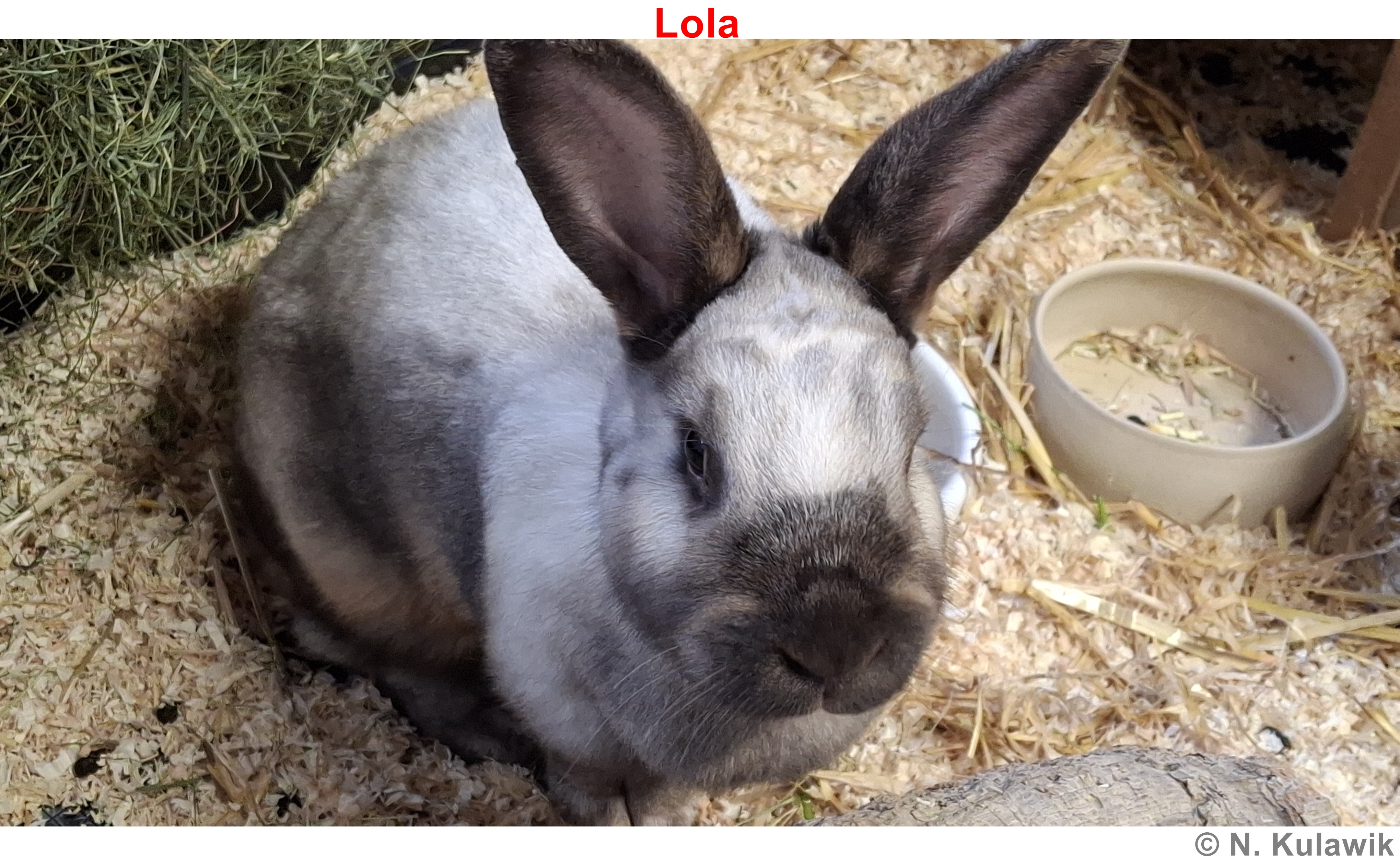 Sallander Lola