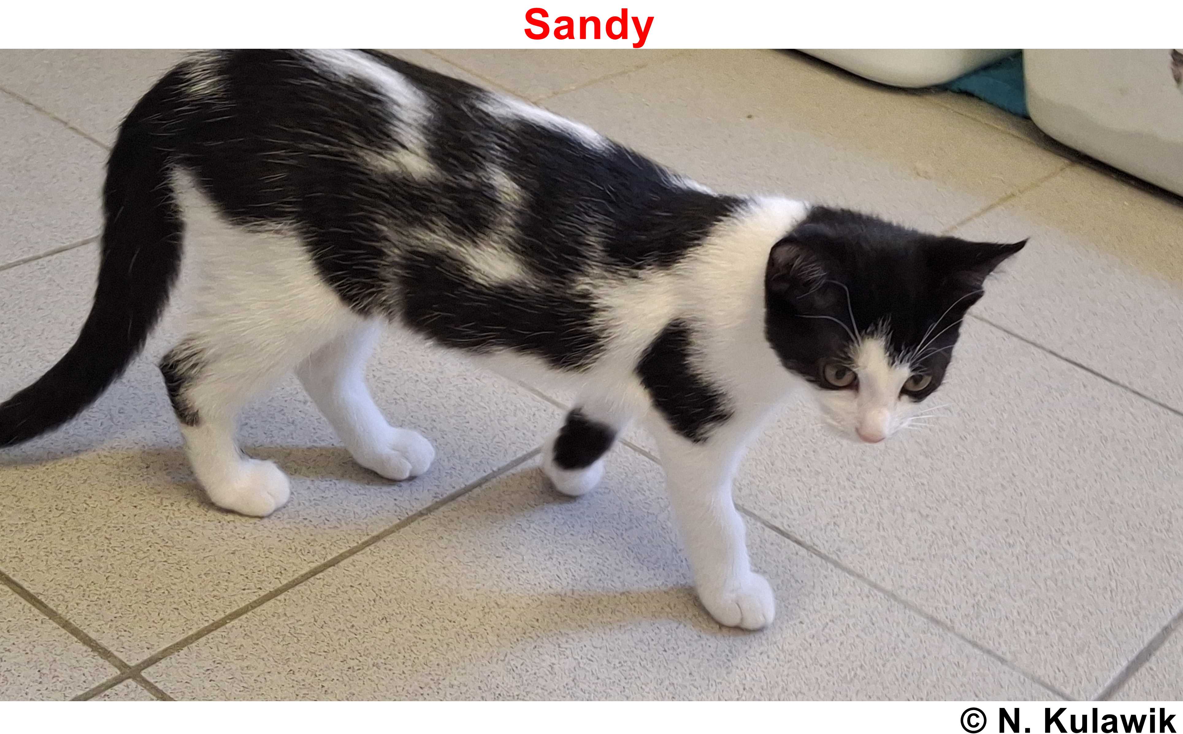 Sandy