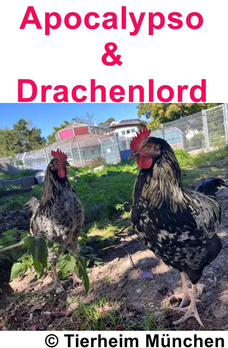 VH TH M Hahn Apocalypso Drachenlord