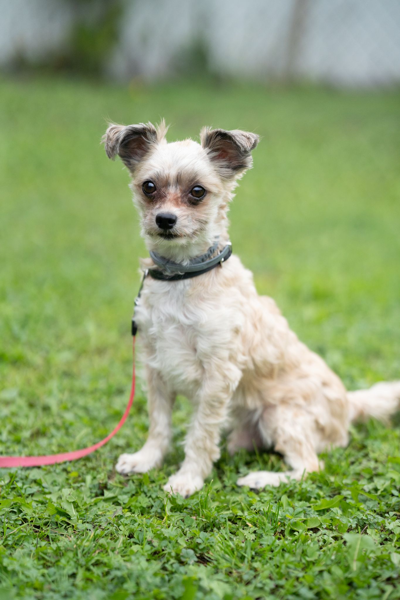 VH Yorkiemix 3