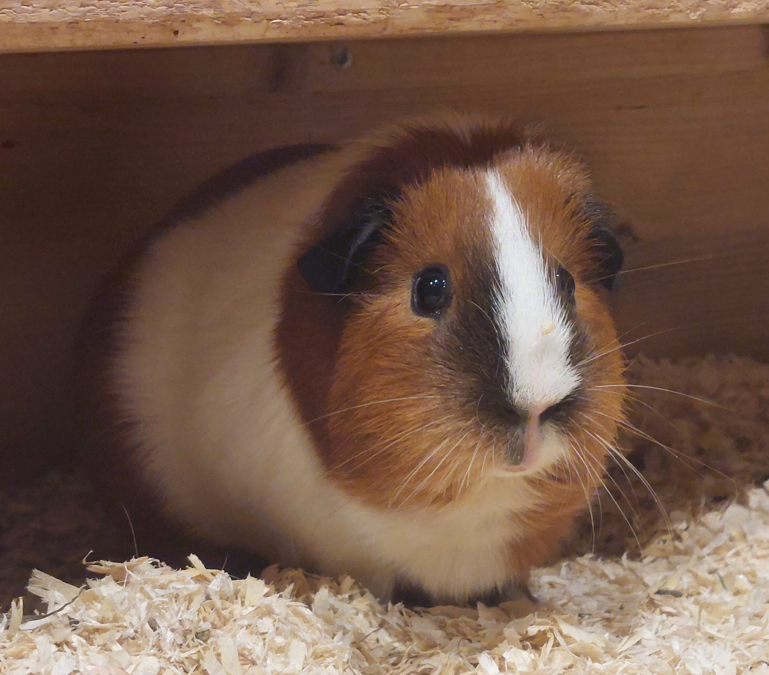 Vermittlungshilfe Meeri Sunny