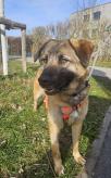 Hope 1 Umbra Canis